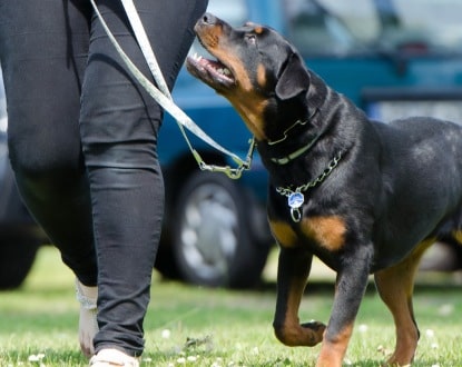 DOG WALKING